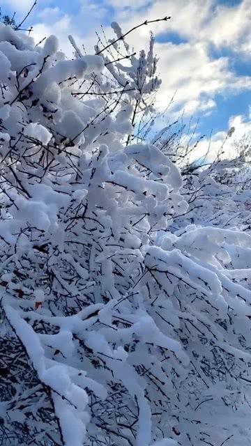 《大雪海的凯纳》：一部震撼人心的末日生存史