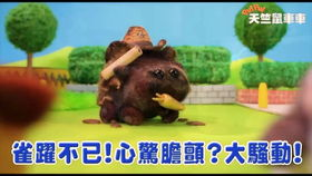 萌宠学车记,天竺鼠车车再掀热潮