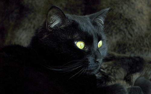 《她和她的猫》：一部治愈系动画如何触动都市