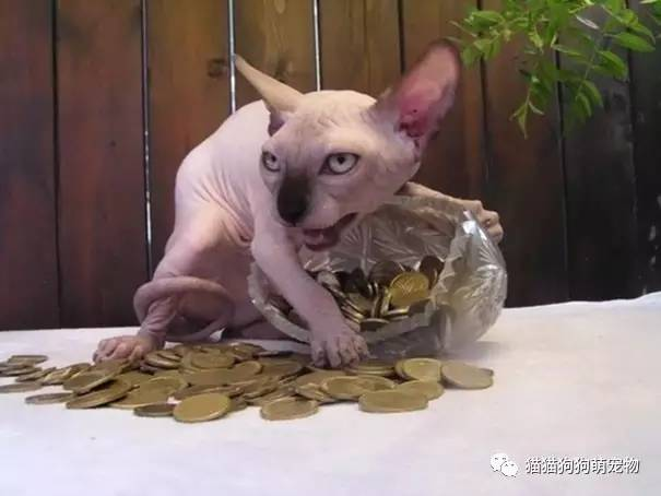 《如果历史是一群喵宋辽金夏篇》：当猫咪化身