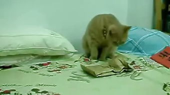 《如果历史是一群喵第三季》：萌猫演绎历史，