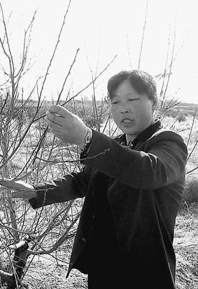 荒漠中的绿色奇迹