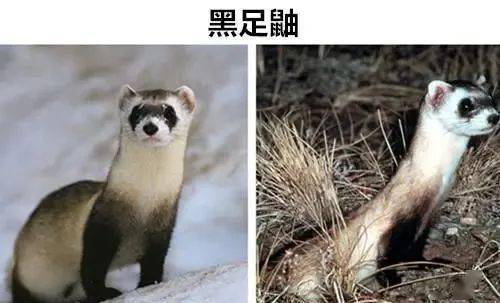 当傻鸟飞进现实:一部被低估的黑色幽默经典