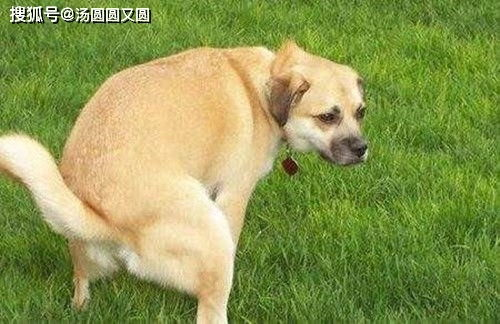 当毛茸茸遇上硬核训练,这部国产警犬片凭什么让人又哭又笑?