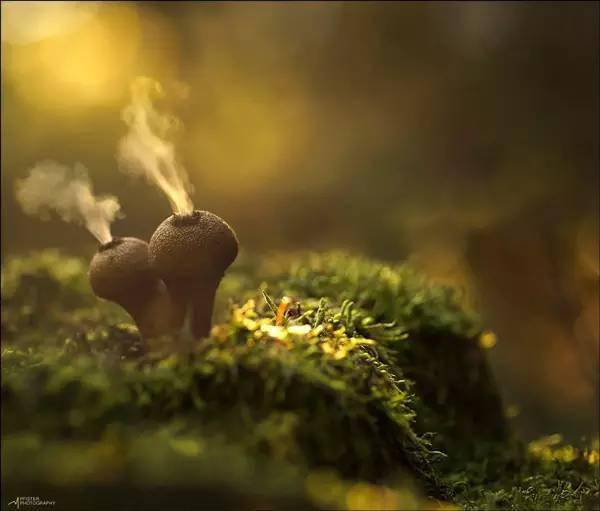 一、了解小蘑菇作品背景