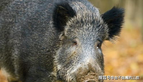 原神野猪攻略，掌握技巧轻松击败-战斗策略解析【手游版本库】手游源码网_手游发布网_手游源码库_手机游戏网三六版本库
