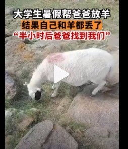 当一只羊走失,整个村庄都疯了