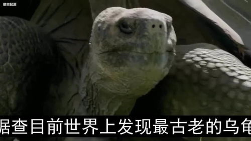 乌龟壳的惊人秘密