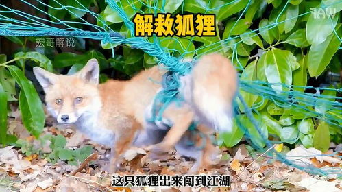 《阿狸梦之岛·我的云》：治愈系童话还是成人世