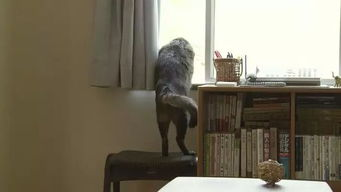 《聘猫记》：当猫咪成为家庭一员，会发生怎样