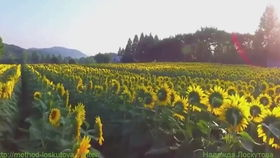 《The Seasons - 朴宝剑的Cantabile》：音乐与治愈的完