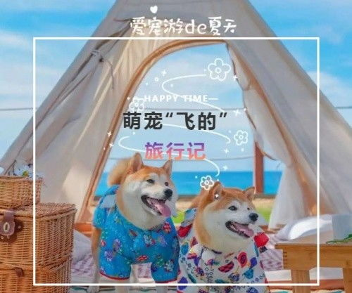 《豆钉去旅行2》：萌宠冒险再升级，这次他们能