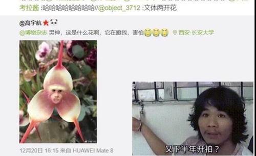 《鼹鼠之歌》：黑帮卧底的荒诞人生，笑中带泪