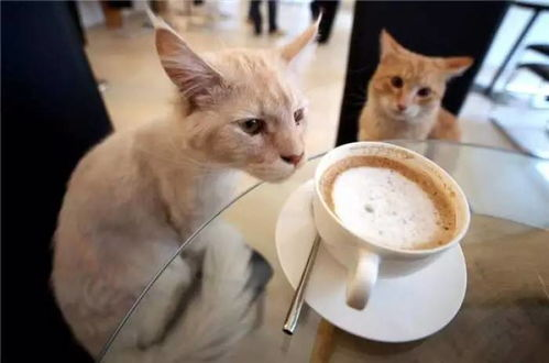 《猫咖营业中》：治愈系萌宠电影如何俘获都市