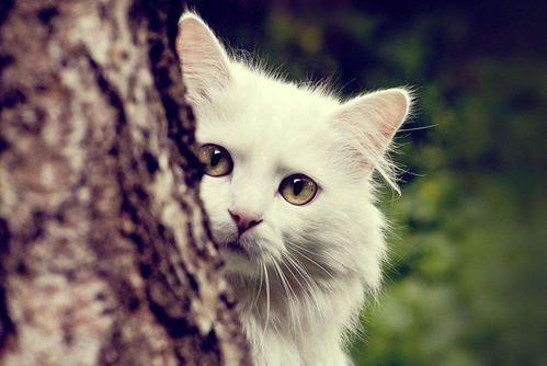 《我的猫系男友》：当高冷总裁变成黏人猫咪，