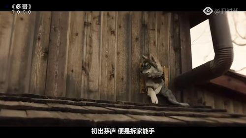 《野蛮人入侵》：当现代文明遭遇原始狂野，谁