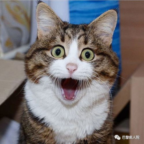 酷猫妙探：一只猫如何成为破案高手？
