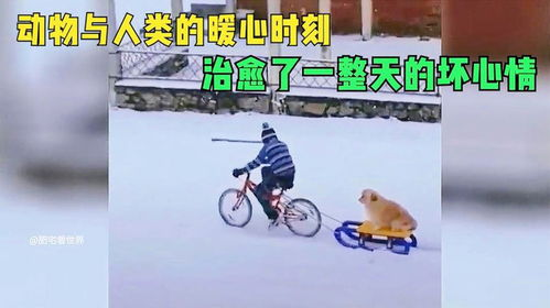 《玛露露库的日常》：治愈系动画的温暖与欢笑