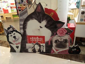 《猫猫日本史》：当萌宠遇上历史，这部动画为