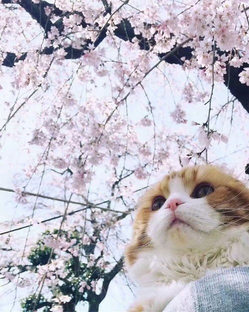 《猫行东方》：当猫咪遇上东方奇幻，会擦出怎