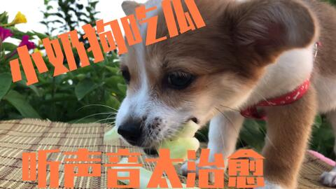 《年下弟弟白月光》：姐弟恋天花板还是青春疼