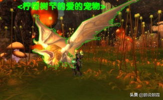 流量池里的金矿猎人