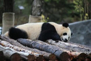 熊出没熊妈妈百科,熊出没 妈妈