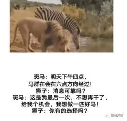 《荒野间谍第二季》：动物世界的卧底行动有多精彩？