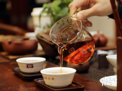 《茶是故乡浓粤语》：一杯乡愁里的岭南烟火