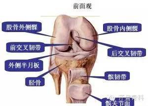 lyzb1球帝带,绿茵体育直播免费观看