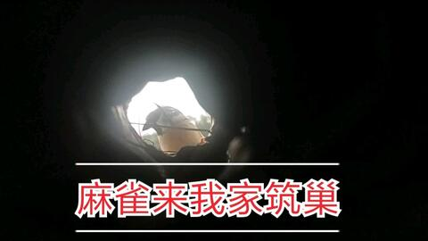 看球免费直播app,瑶瑶说球看球直播app