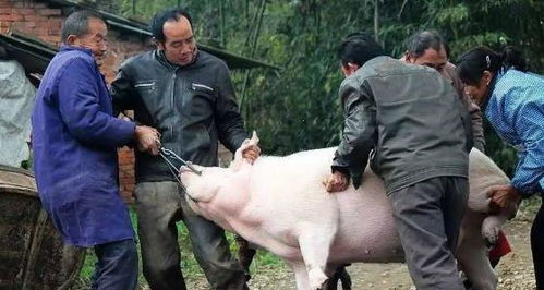 猪洞走法攻略,户外探险必备技巧-安全与乐趣并重手游源码网_手游发布网_手游源码库_手机游戏网三六版本库