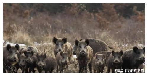 锈湖旅馆野猪房间攻略，斧头使用方法解析手游源码网_手游发布网_手游源码库_手机游戏网三六版本库