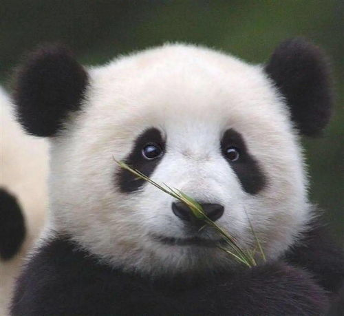 梦幻西游养熊猫攻略,详解高效养育技巧-玩家必备指南手游源码网_手游发布网_手游源码库_手机游戏网三六版本库