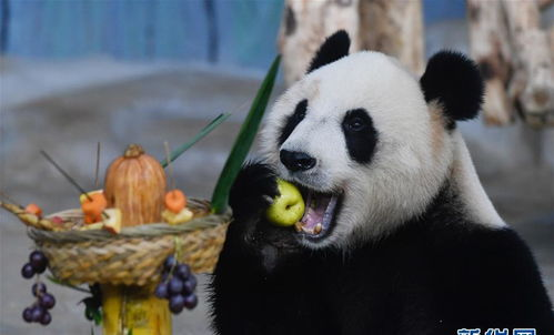 梦幻西游养熊猫饱食度攻略,最新技巧与秘籍解析手游源码网_手游发布网_手游源码库_手机游戏网三六版本库