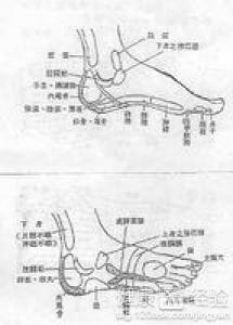 脚背筋断裂伤残等级判定,损伤程度与康复策略分析