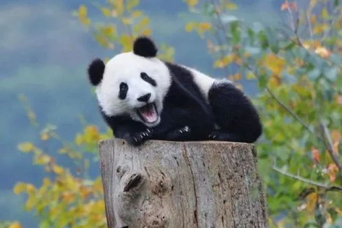当熊猫学会飞翔,这个世界会变成什么样?