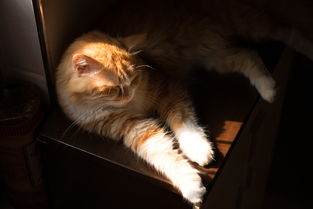 一、猫小魅技能特点解析