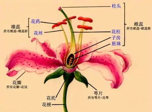 一、了解情花染色基本原理