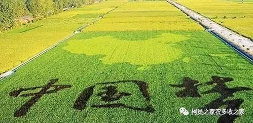 湖南农业发展现状与未来趋势解析