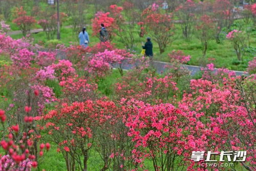 湖南省省花杜鹃花,自然之美的代表-生态与观赏价值解析