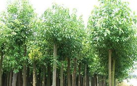 湖南香樟种植与养护技巧-城市绿化的理想选择