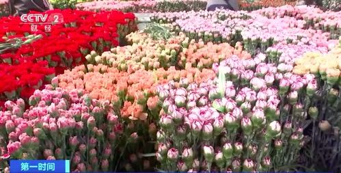 湖南鲜花市场现状与文化特色-选购与保养攻略