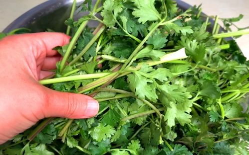 湖南香菜种植与烹饪技巧解析-湖南特色菜肴中的应用