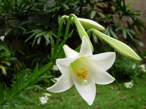 湖南百合种植与养护技巧-观赏与药用价值解析