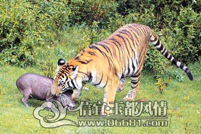 湖南老虎,生态保护与人类共存的挑战-解决方案解析