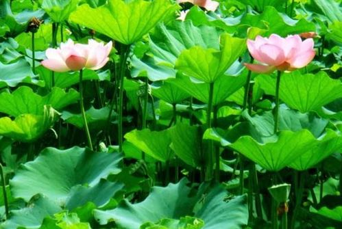 湖南荷花种植历史与文化内涵-旅游观赏攻略