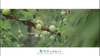湖南酸枣的营养价值与食用方法-地域特色美食解析