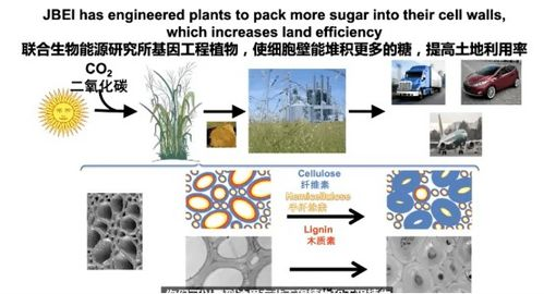 湖南葵种植技巧与应用价值解析-特色植物深度探究