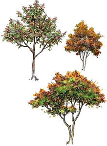 湖南花木种植技术与市场前景分析